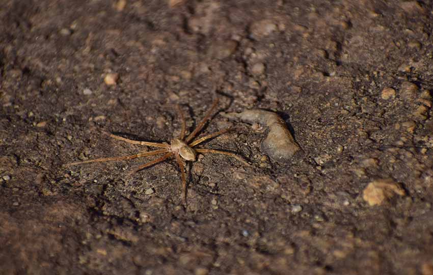spider