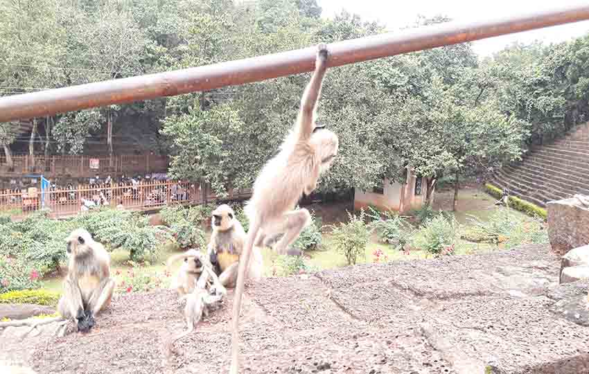 monkeys