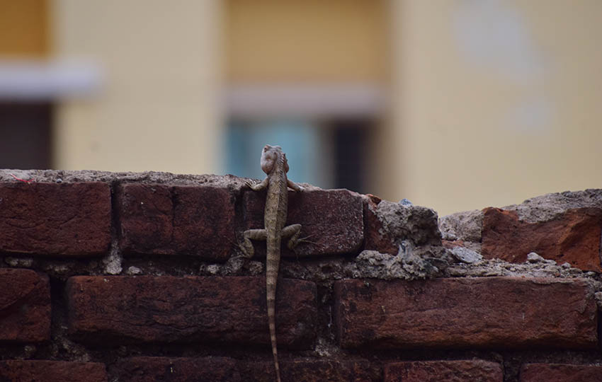 lizard