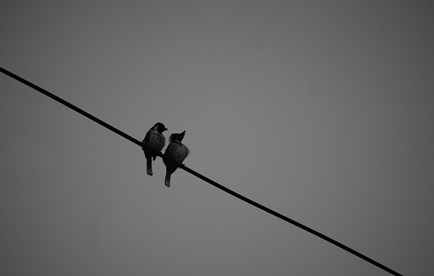 birds