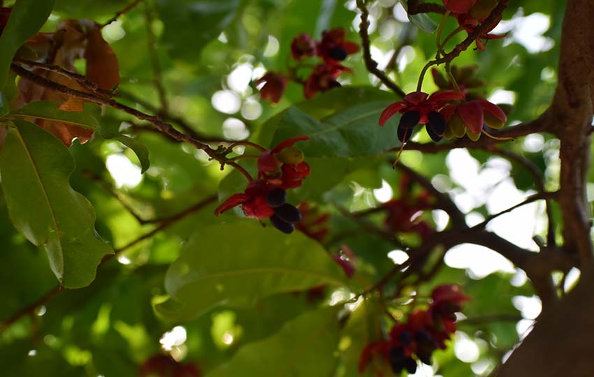 leaves