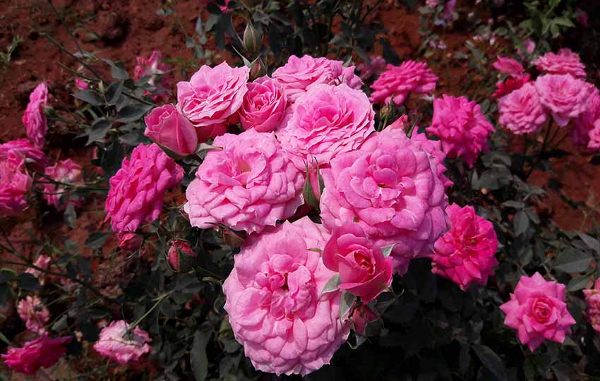 spring flowers