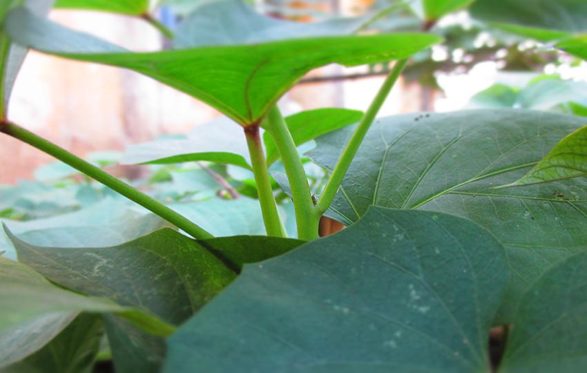 money plant